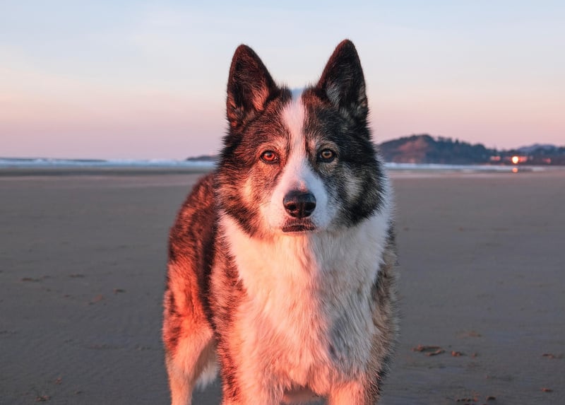 Beach Sunset